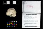 Foto (Objekt + Etikett) von Pithonoton marginatum (von Meyer, 1842)  (NHMW-GEO-2014-0194-0889)